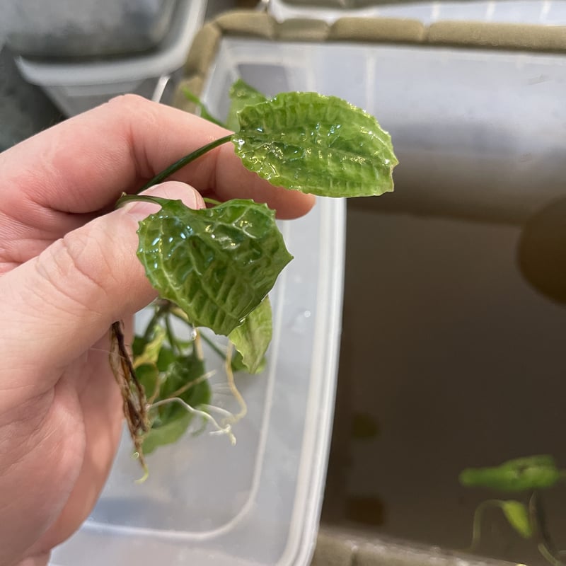 Cryptocoryne.spペテルギウス　クリプトコリネ fit=scale-down,w=1200