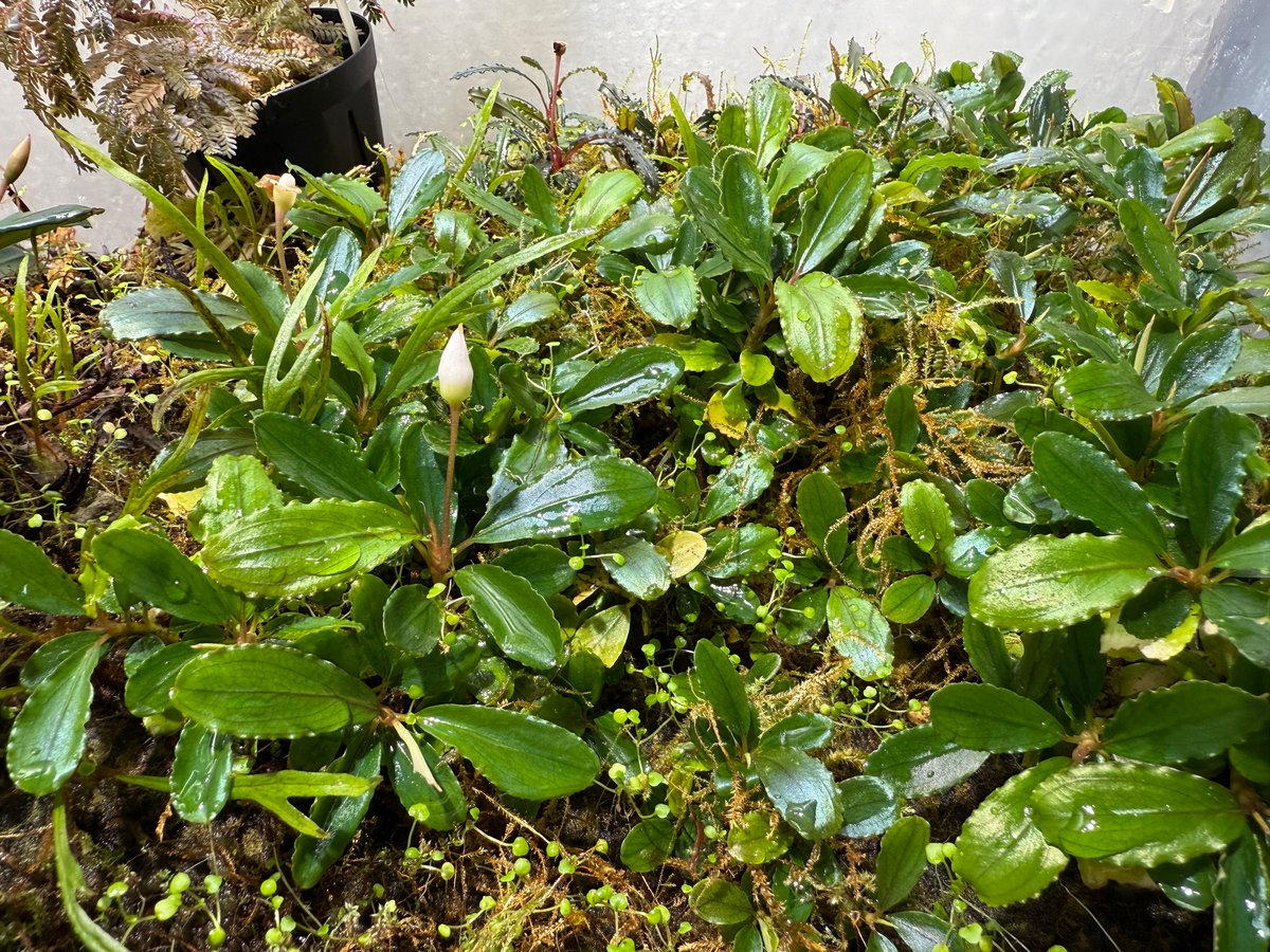 ブセファランドラ Diablo 水上葉 ブセファランドラ Diablo 水上葉