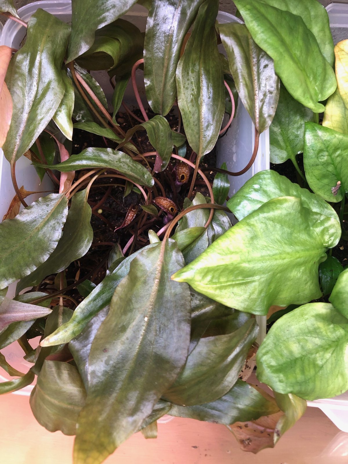 TB便‼️クリプトコリネ Cryptocoryne fit=scale-down,w=1200