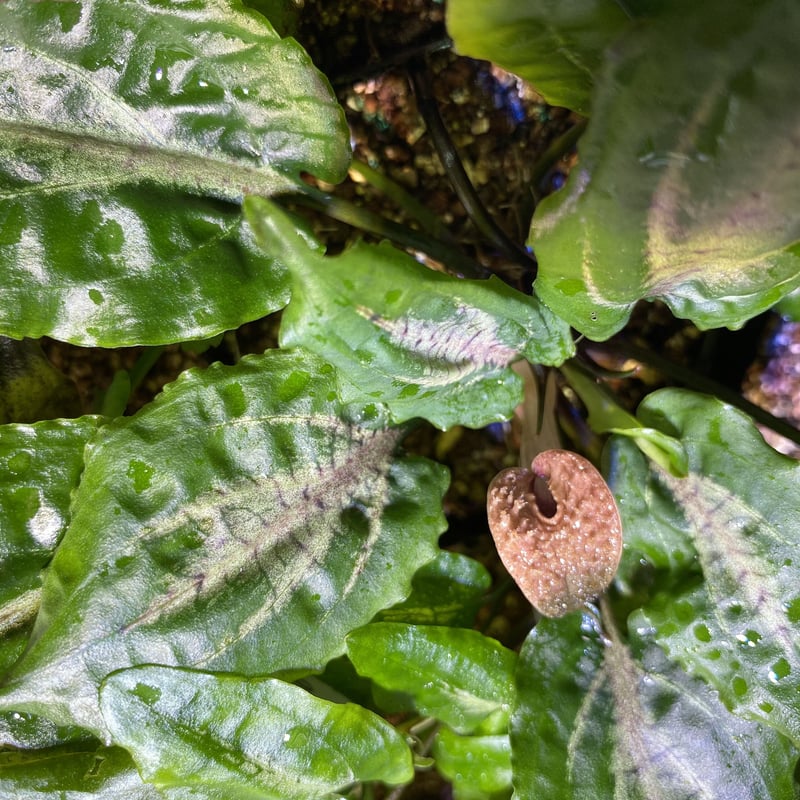 KN便‼️クリプトコリネ　ルビーローザ斑入り‼️Cryptocoryne sp Neon rosa pulau Lingga 【kn便 2015.5】 | cryshrimp