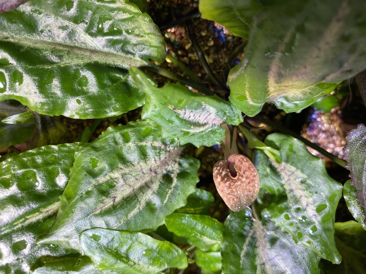 Cryptocoryne.spペテルギウス　クリプトコリネ Yahoo!オークション - クリプトコリネ sp. ピンクエッジ