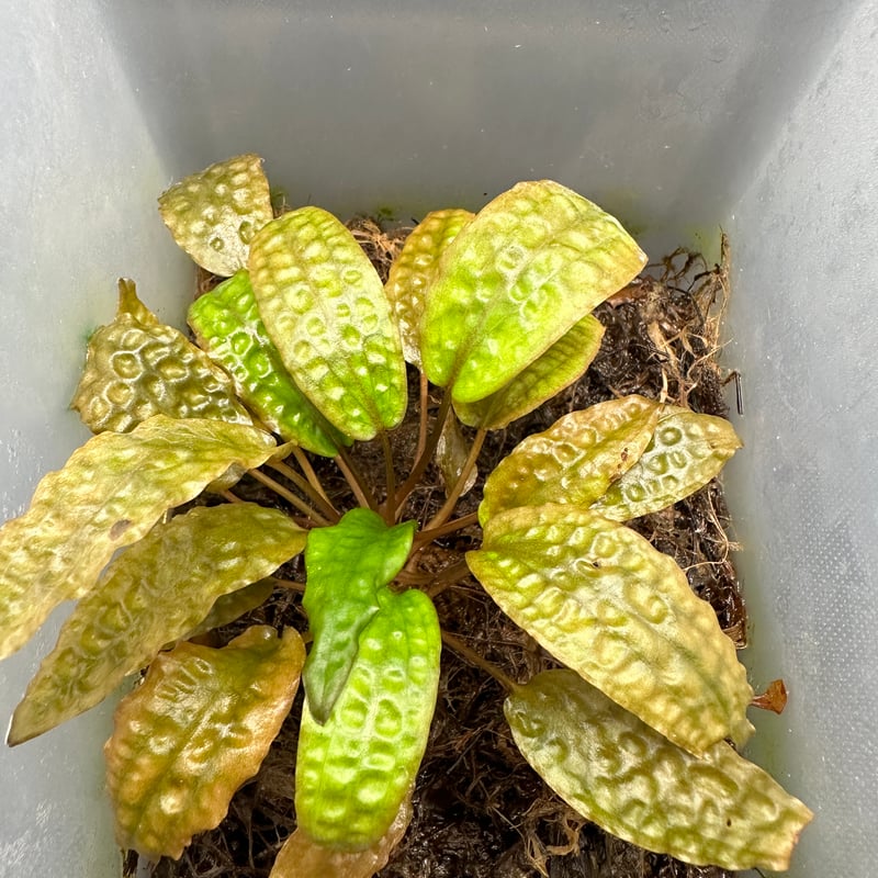 Cryptocoryne sp.variegated 神畑便 増殖株 | Nature pla