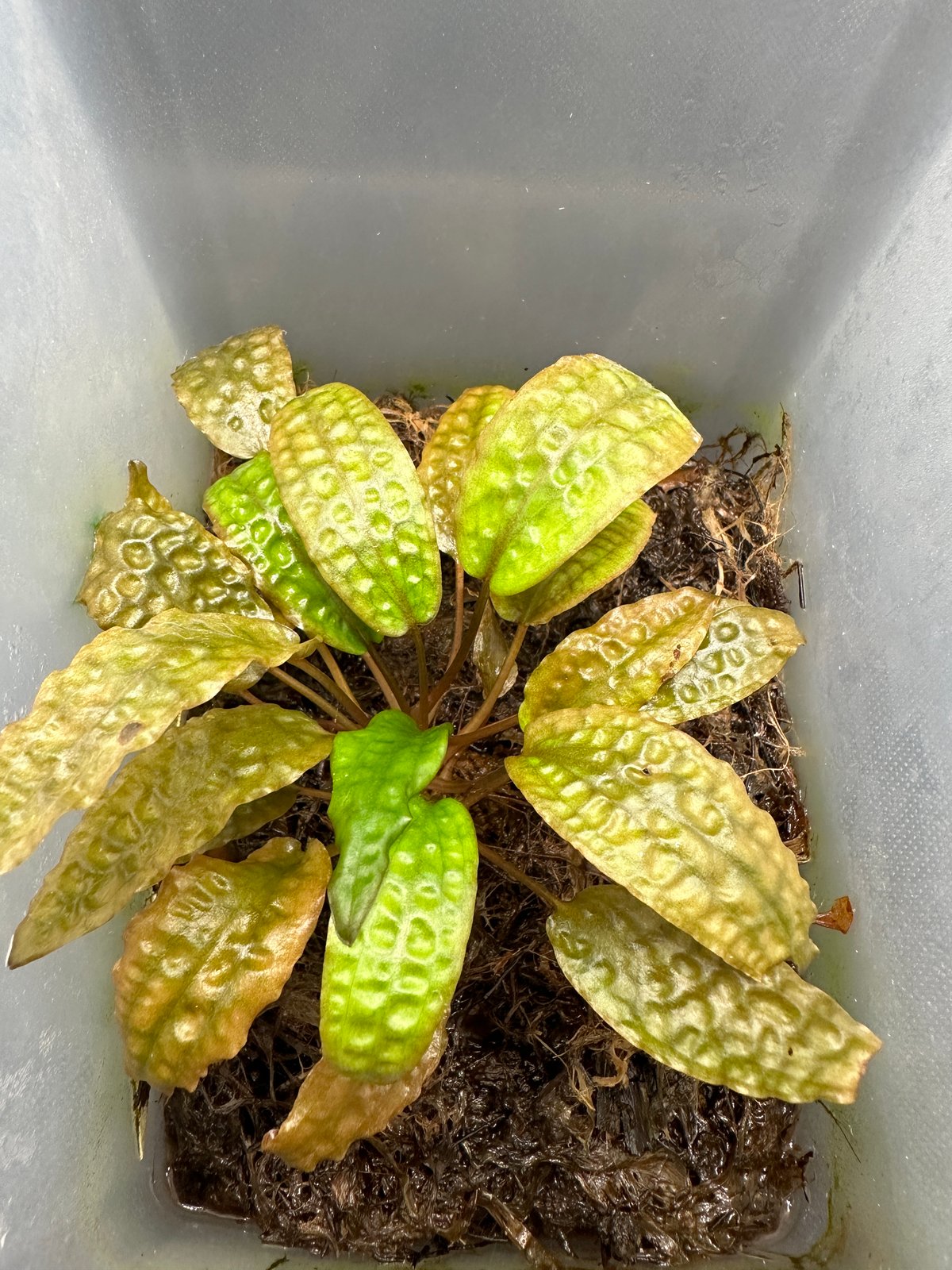 Cryptocoryne sp. philippines min-2【LA便】 LA便 Cryptocoryne sp. Min-2 Philippines - メルカリ