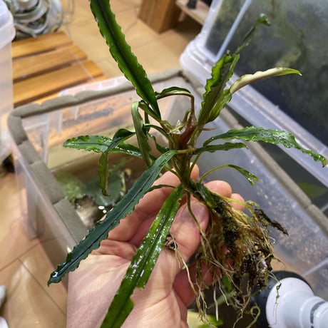 ルージュ】Bucephalandra sp. Kudangan set Bucephalandra Aquarium