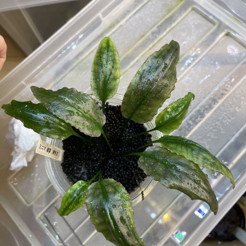 Cryptocoryne minima 細葉(黄色花) 増殖株 | Nature plants