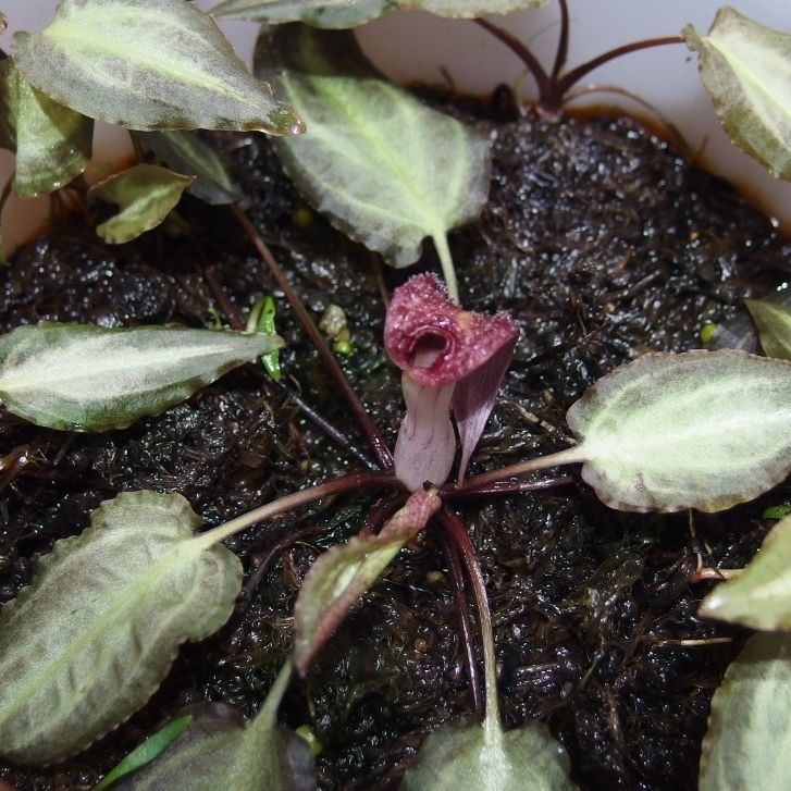 Cryptocoryne.spペテルギウス　クリプトコリネ Cryptocoryne.spペテルギウス クリプトコリネ - メルカリ