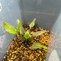 Cryptocoryne Silver Queen特選【R0620-01S】 Cry.Silver Queen(特選)【R0620-01S】増殖中 | Nature pla