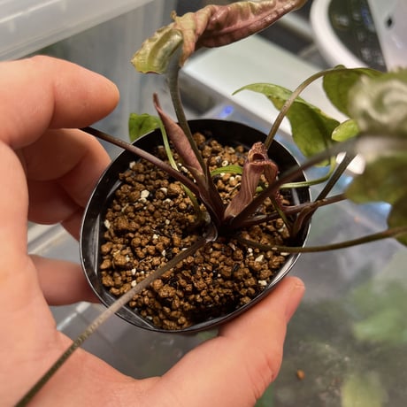Nature plants store Nature plants store