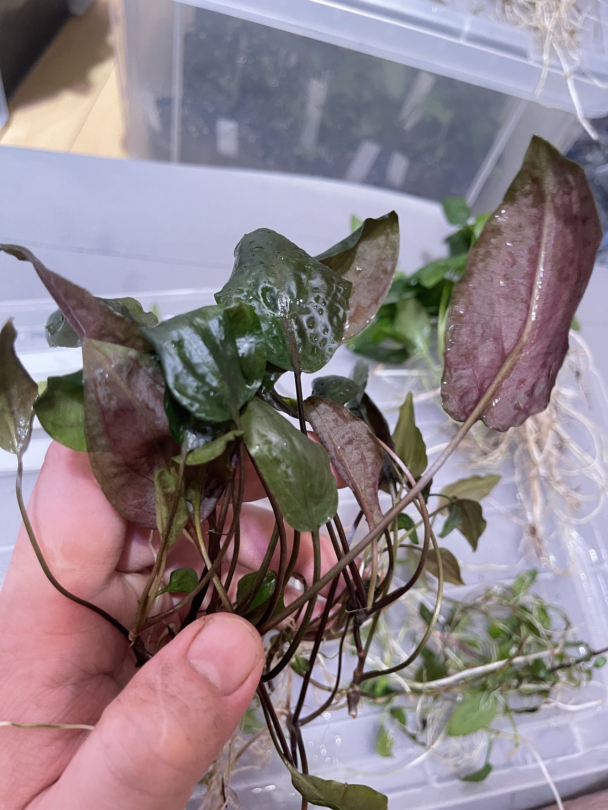 Cryptocoryne sp.Bikang TB便 増殖 | Nature plants
