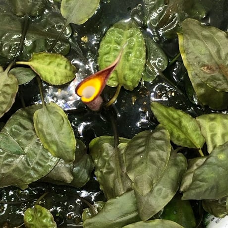 Nature plants store Nature plants store