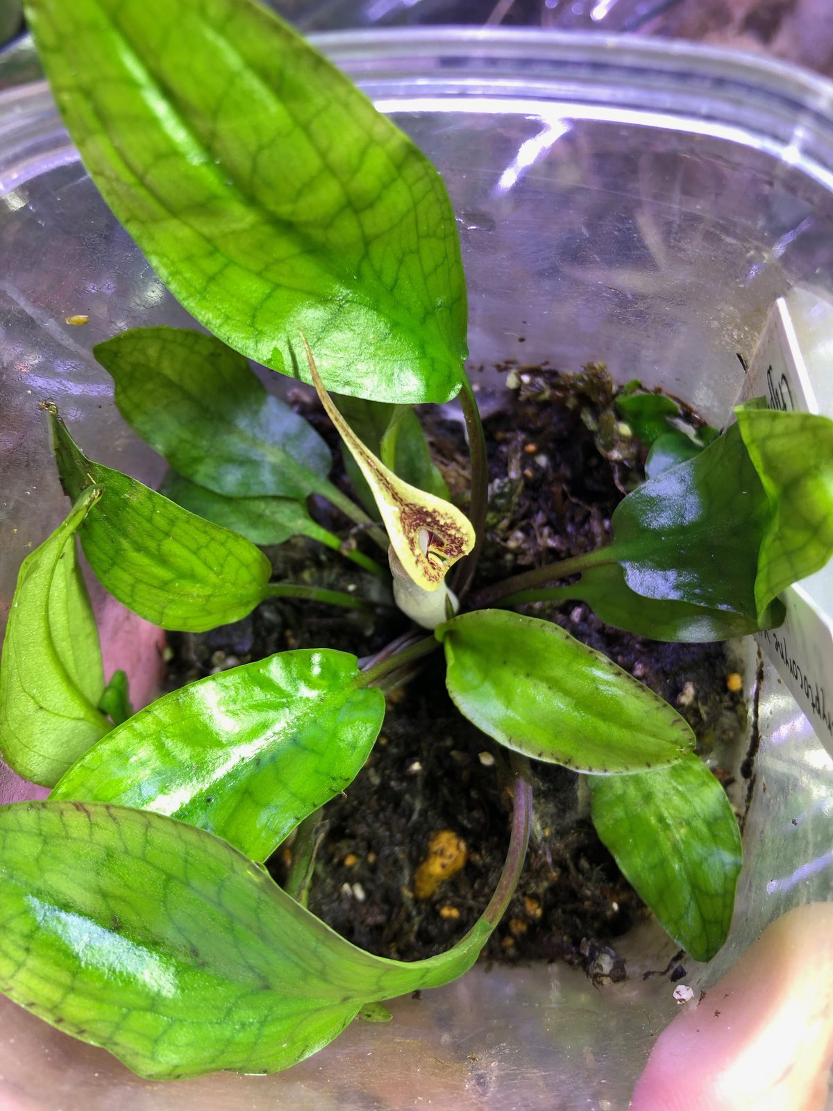 TB便‼️クリプトコリネ  Cryptocoryne 10年に1度レベルのリリースと言われている 「宝石クリプト