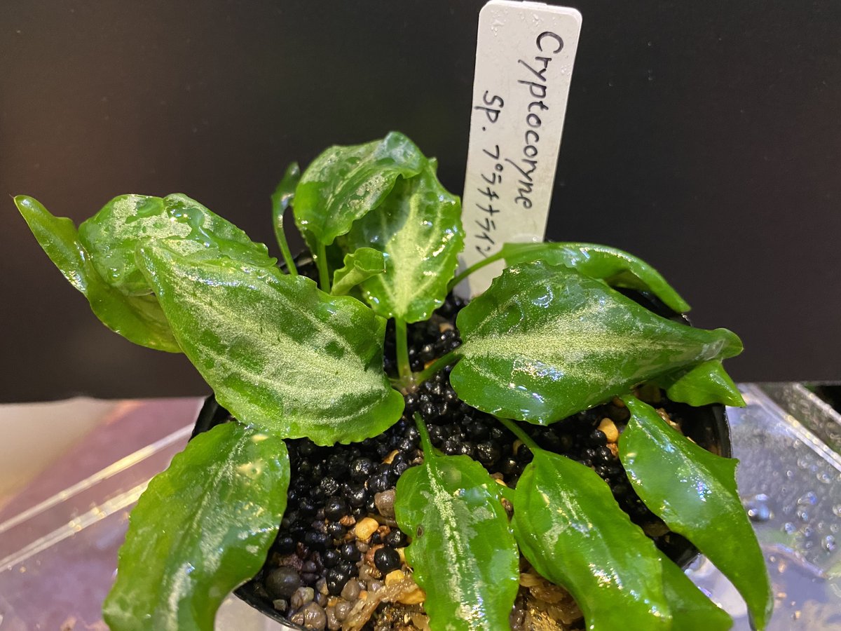 Cryptocoryne.spペテルギウス　クリプトコリネ Cryptocoryne.spペテルギウス クリプトコリネ Yahoo