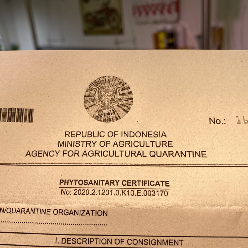 ブセファランドラ ダークエンジェル Bucephalandra sp black angel ブセファランドラ｜Yahoo!フリマ（旧