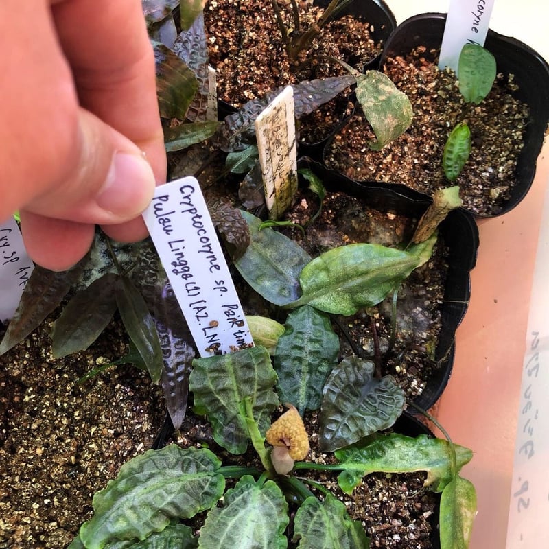 Cryptocoryne sp. philippines min-2【LA便】 LA便 Cryptocoryne sp. Min-2 Philippines - メルカリ