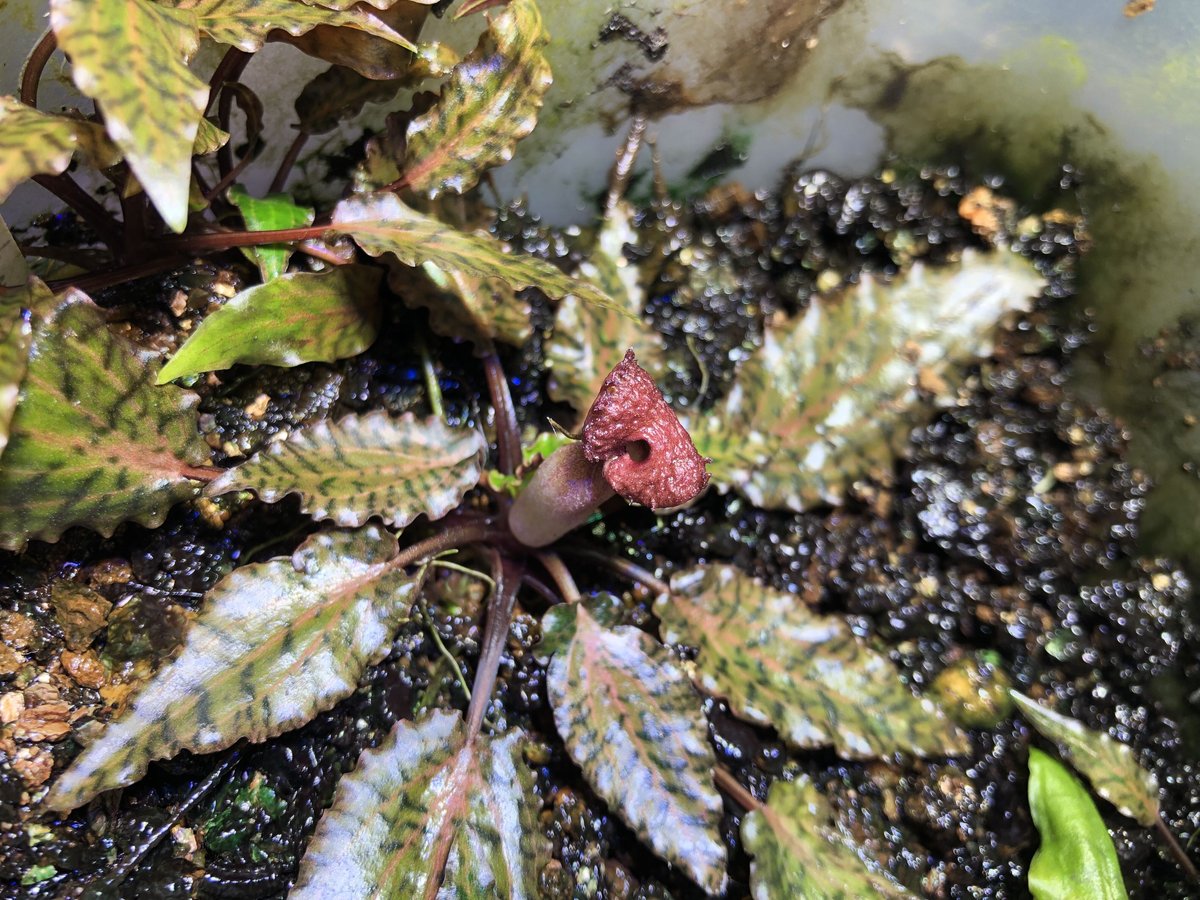 衝撃特価 KN便‼️cryptocoryne cf jacobsenii‼️②クリプトコリネ