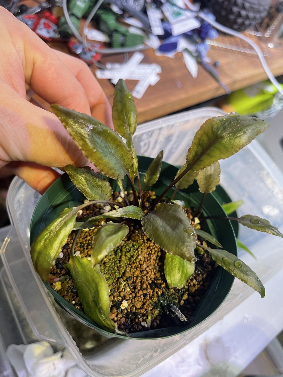Cryptocoryne sp.1 NATUNA リアウ 22.03 神畑便 増殖 | Nat