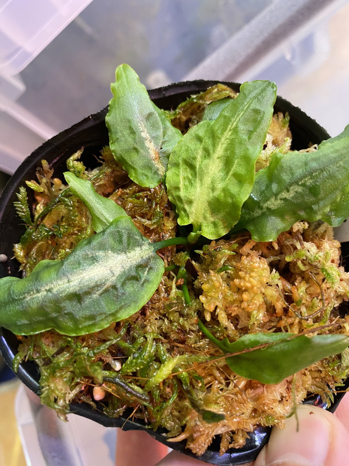 KN便‼️クリプトコリネ　ルビーローザ斑入り‼️Cryptocoryne KN便‼️クリプトコリネ ルビーローザ斑入り‼️Cryptocoryne