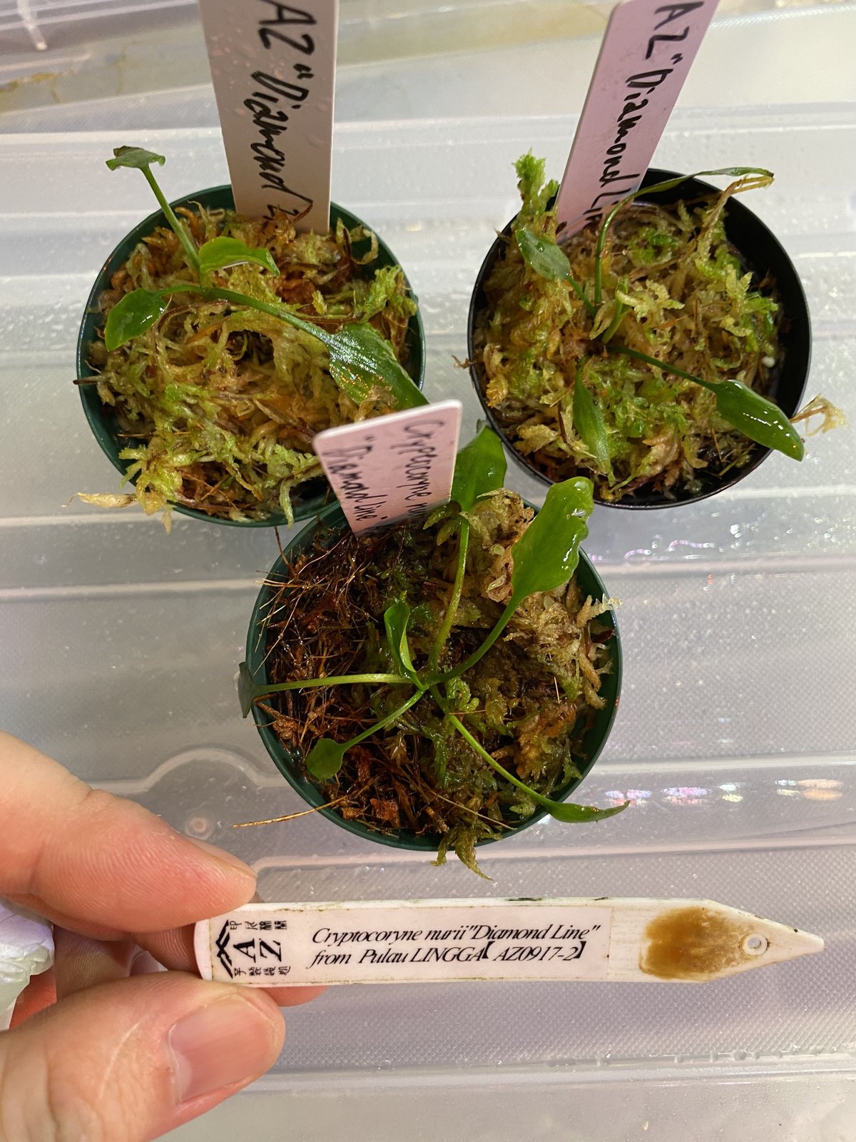 AZ‼️ cryptocoryne \