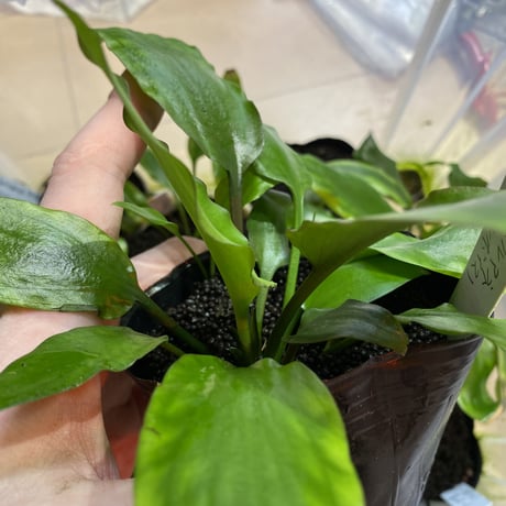 Nature plants store Nature plants store