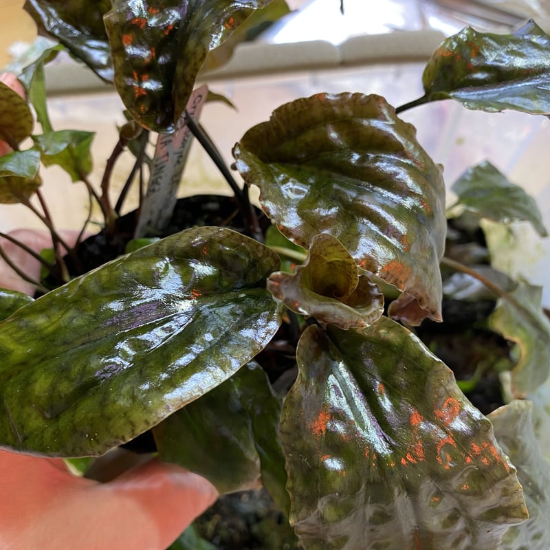 Cryptocoryne cf.jacobsenii KOTA TINGGI 増殖 | Nat...