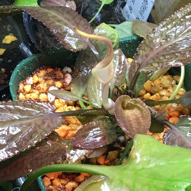 Cryptocoryne thwaitesii Kottawa forest “Red” 増殖