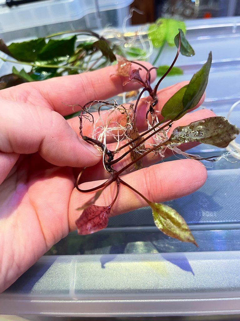 Cryptocoryne sp.”Purple Emperor”pulau Lingga 増殖