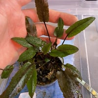 水草 Cryptocoryne Annamica type Black クリプトコリネ アンナミカ