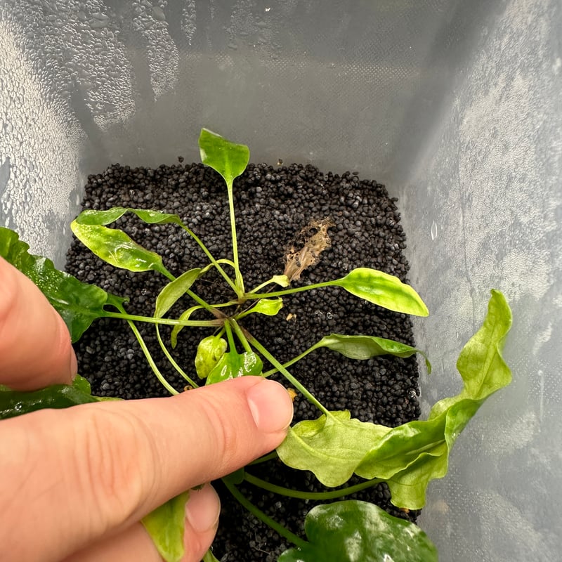 Cryptocoryne sp. BR-69 Cryptocoryne sp. BR-69