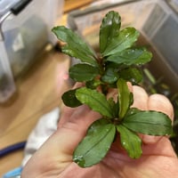 ブセファランドラ sp.ダークエンジェル 【R0620-01S】 【公式通販】