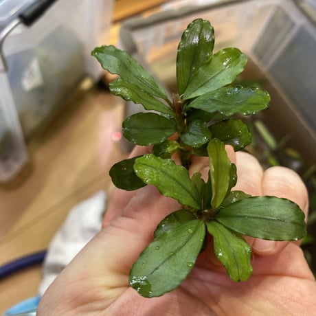 CATEGORY Bucephalandra | Nature plants store 