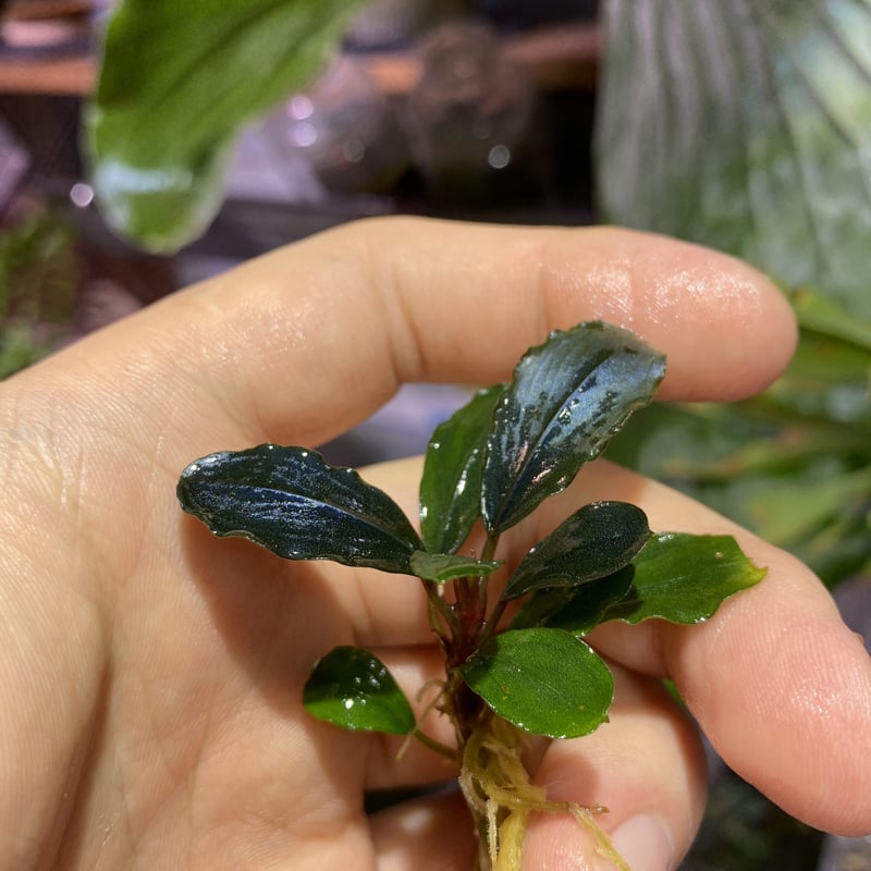 Bucephalandra sp.Blue Peaks PV便増殖 | Nature plan