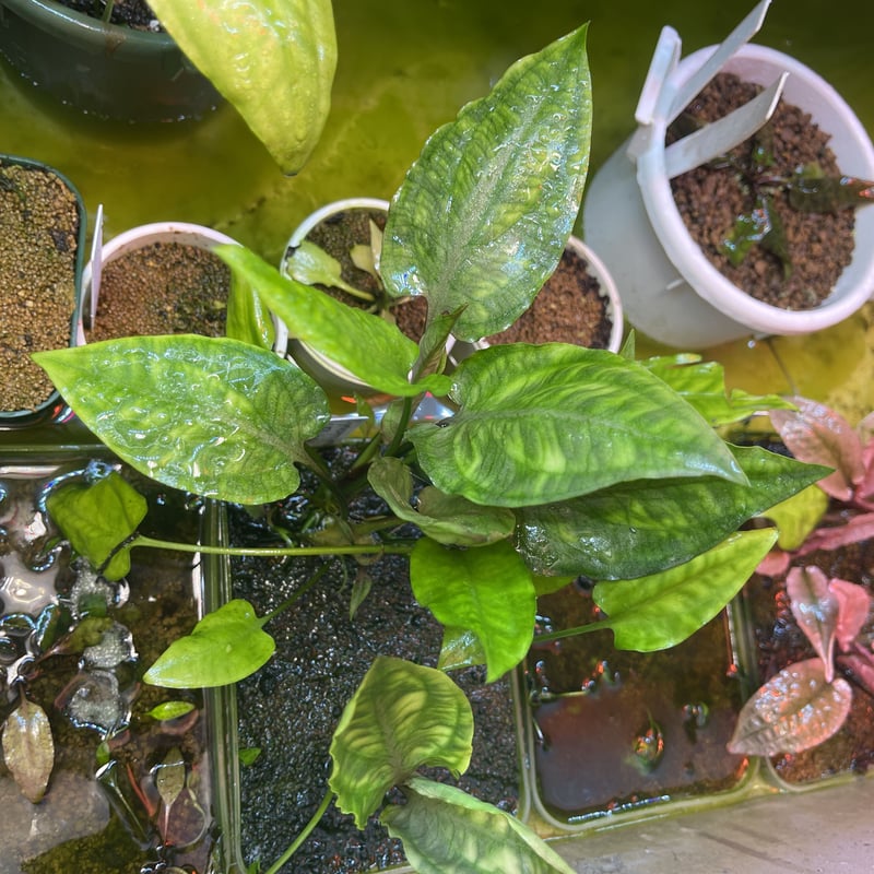 Cryptocoryne pontederifolia 
