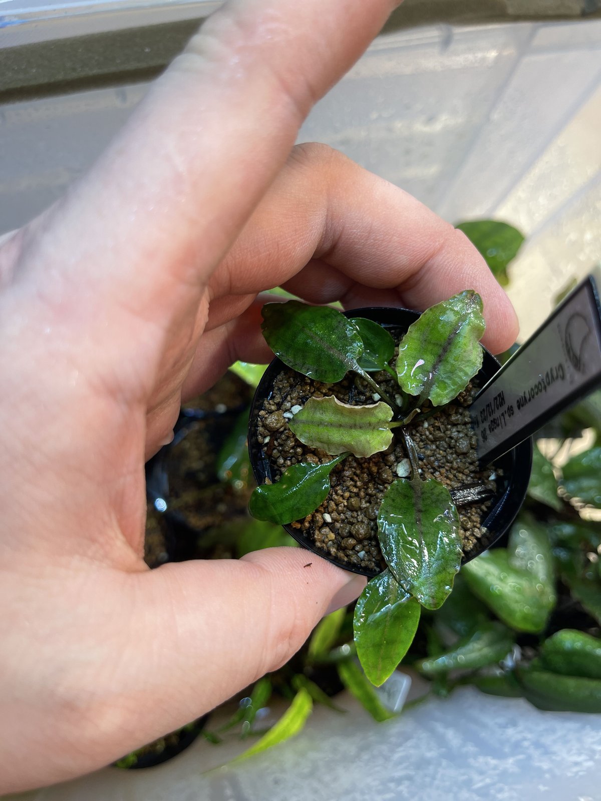 TB便‼️クリプトコリネ Cryptocoryne Cryptocoryne ideii（クリプトコリネ イデイイ）