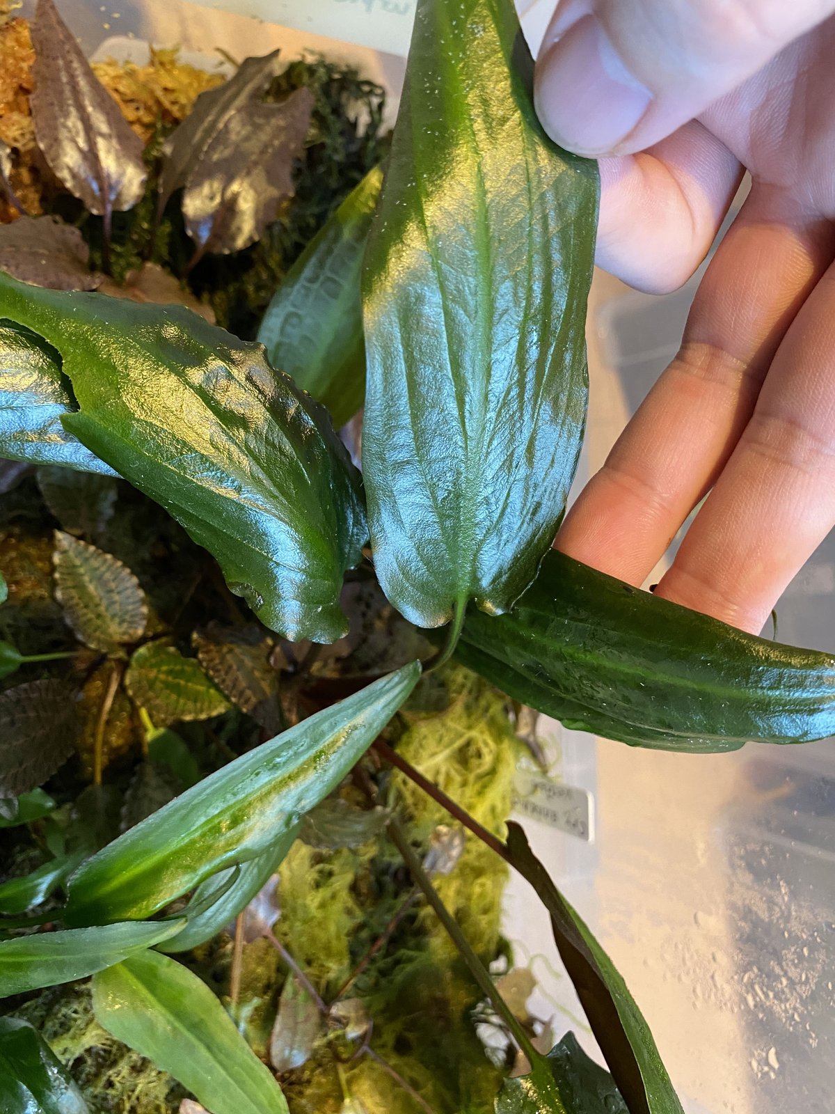 水草 Cryptocoryne Annamica type Black The Crypts pages~ by Jan D. Bastmeijer