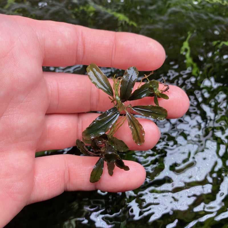 Buce sp.Dark Angel 【R0620-01S】 | Nature plants