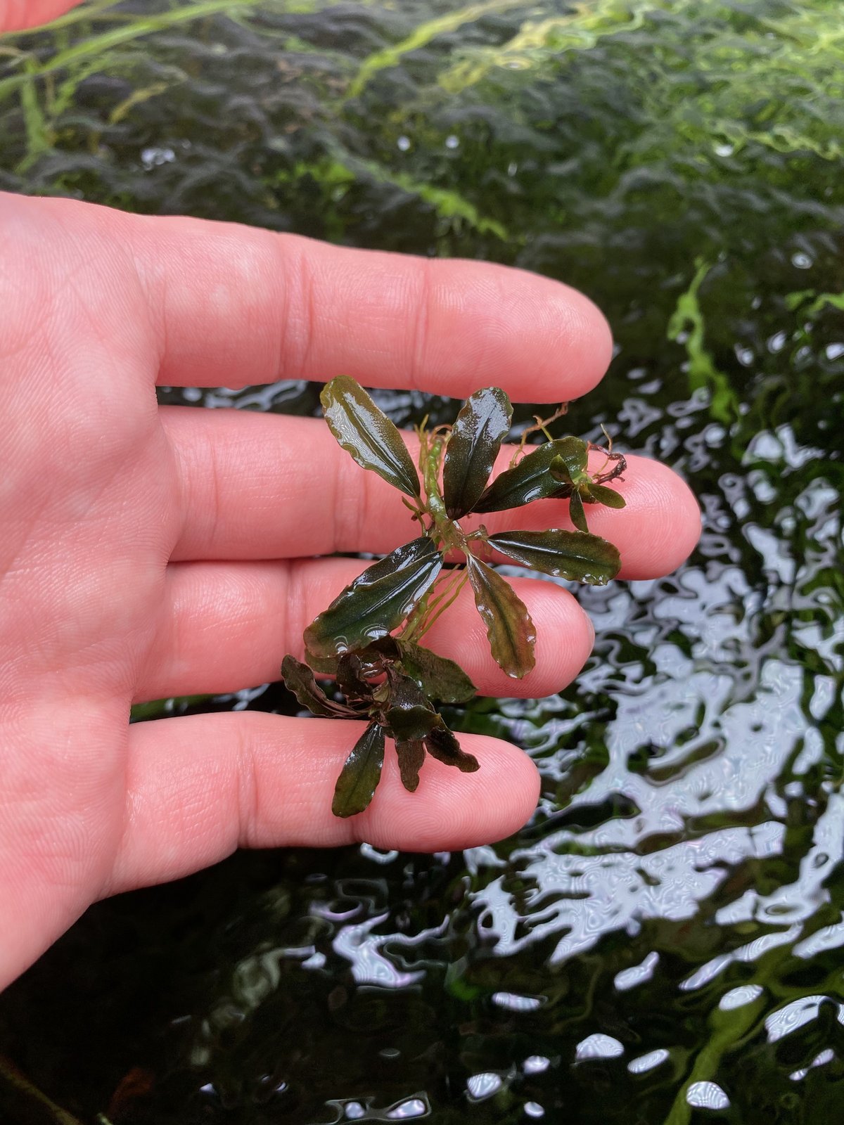Buce sp.Dark Angel 【R0620-01S】 | Nature plants Buce sp.Dark Angel 【R0620-01S】 | Nature plants