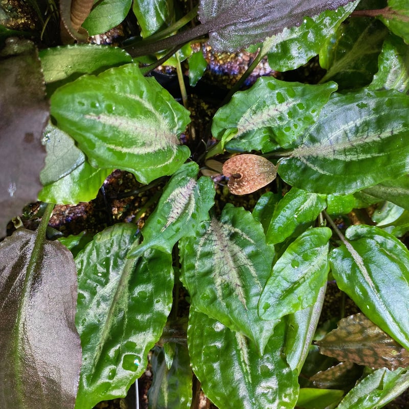 Cryptocoryne sp. BR-69 Cryptocoryne sp. BR-69