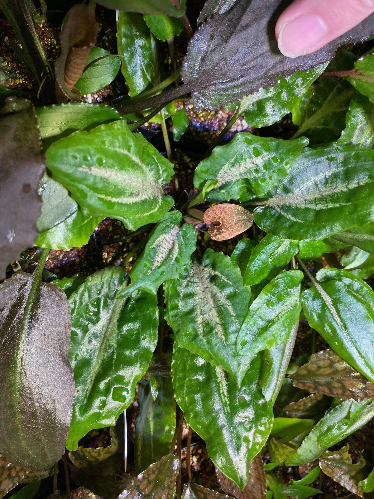 Cryptocoryne.spペテルギウス　クリプトコリネ クリプトコリネ ヌーリー ラウベンシス 1株 – e-scape online