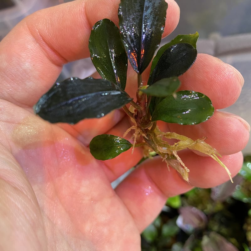 Bucephalandra sp.Blue Peaks PV便増殖 | Nature plan