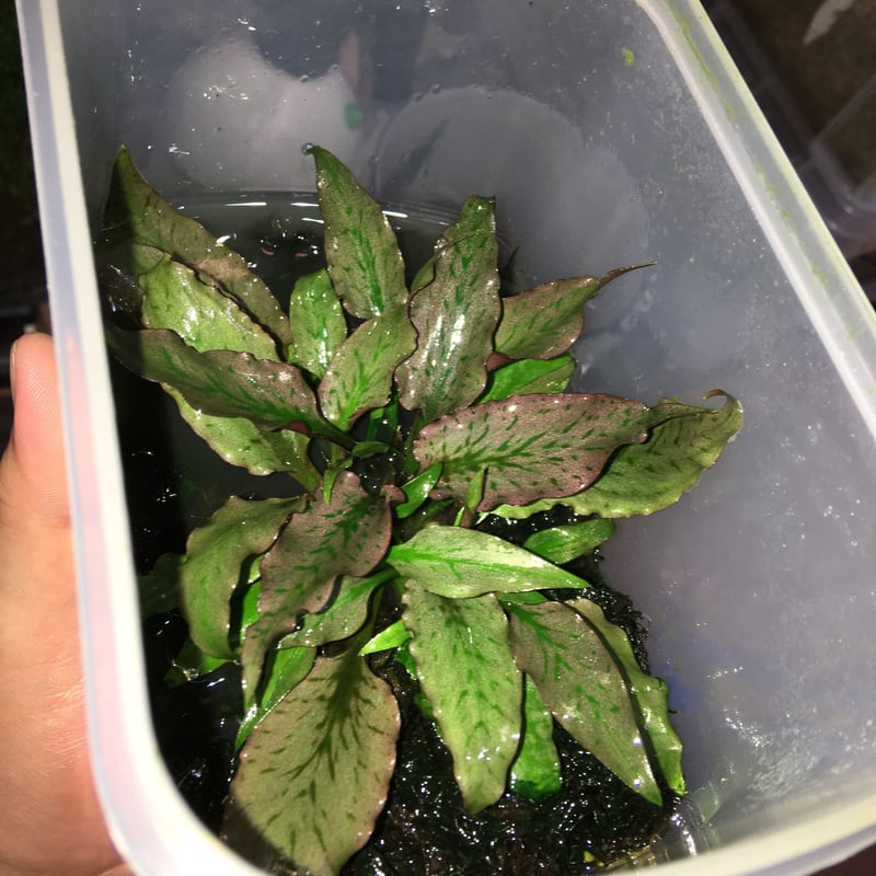 Cryptocoryne regina west Kalimantan 増殖 | Natur