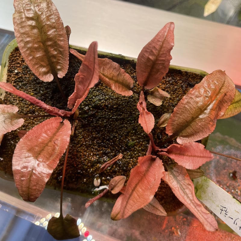 Cryptocoryne sp.フラミンゴ デナリー便 増殖 水上葉 | Nature