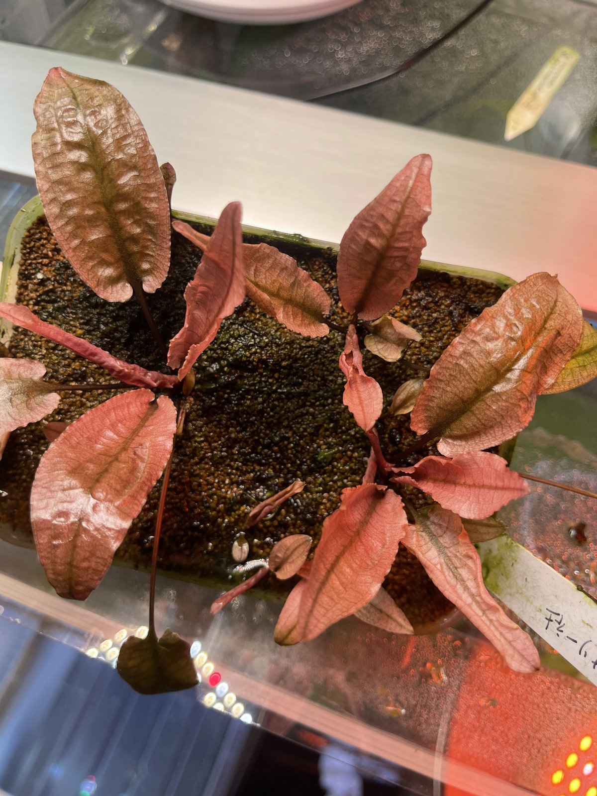 デナリー社 クリプトコリネフラミンゴ  無農薬！  超特大株 デナリー社 クリプトコリネフラミンゴ 無農薬！ 超特大株