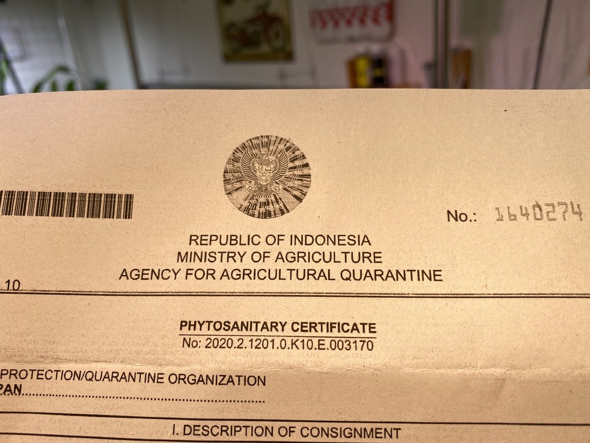 Cry.Silver Queen(特選)【R0620-01S】増殖中 | Nature pla