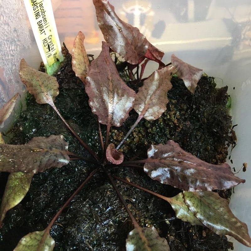 KN便‼️クリプトコリネルビーローザ斑入り‼️Cryptocoryne KN便‼️クリプトコリネルビーローザ斑入り‼️Cryptocoryne
