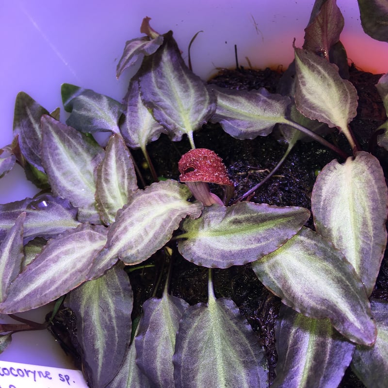 Cryptocoryne sp.