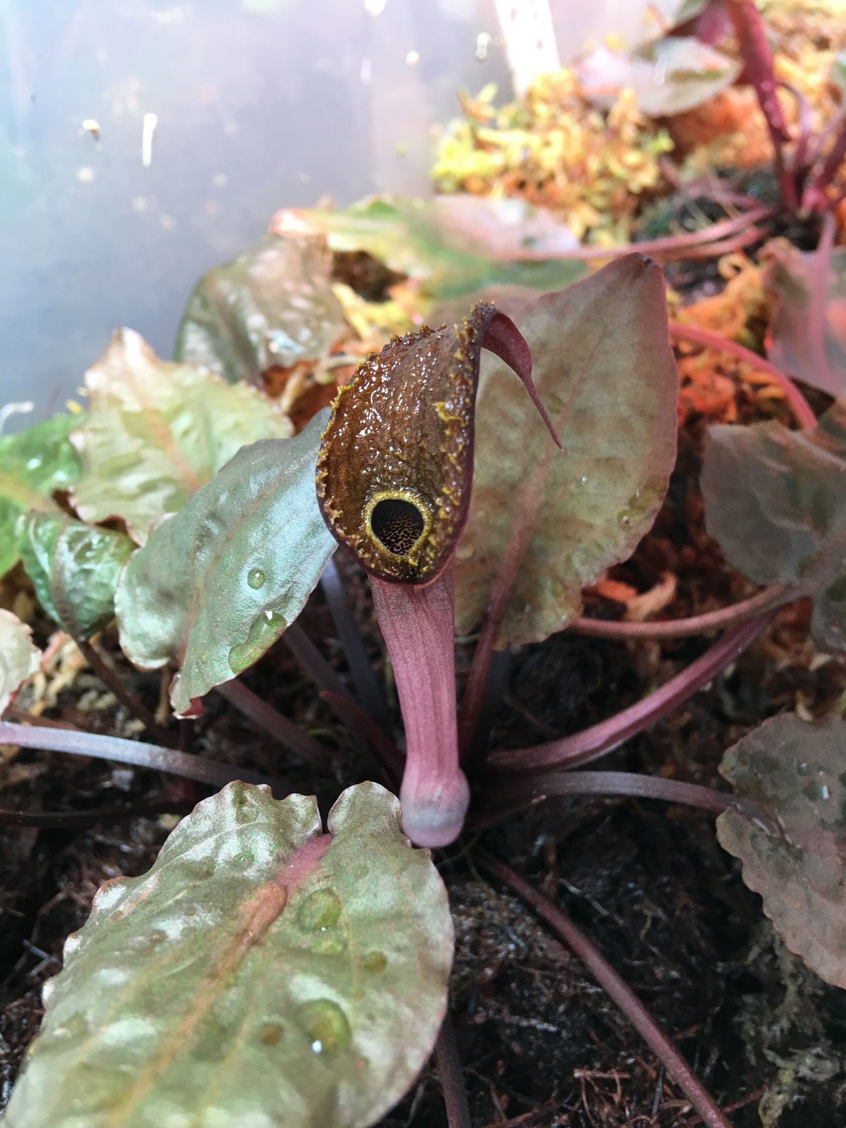 Cryptocoryne sp.Bikang TB便 増殖 | Nature plants
