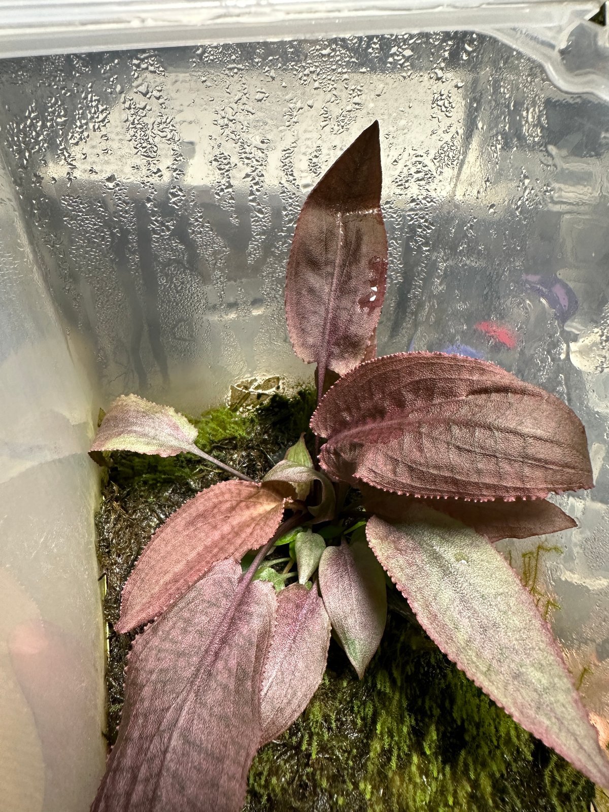 Cryptocoryne thwaitesii Kottawa forest “Red” 増殖