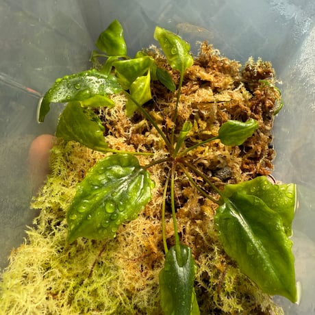 クリプトコリネ ブルゴーニュレッド 正規タグ付き クリプトコリネ