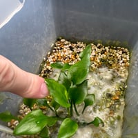 Cryptocoryne Silver Queen特選【R0620-01S】 Cryptocoryne Silver Queen — Buce Plant