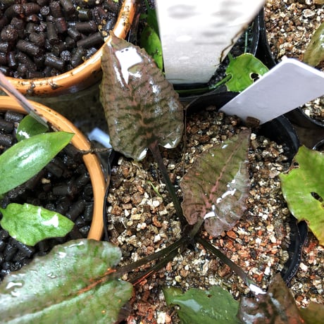 Nature plants store Nature plants store